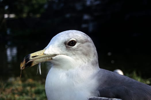 Gull