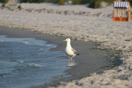 Baltic Sea,California(Schönberg)