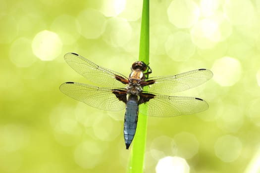 Dragonfly - flat-bellied