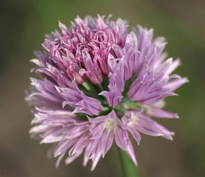 purple.... a beautiful temptation...