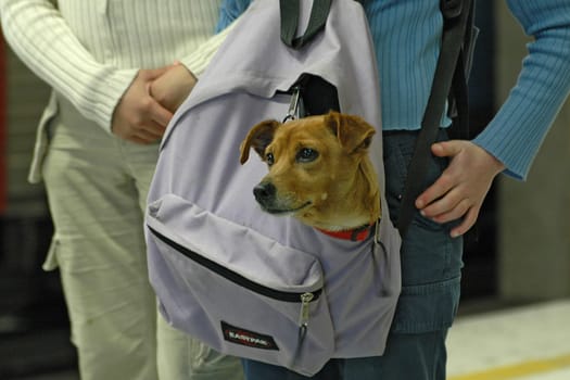 Dog transport