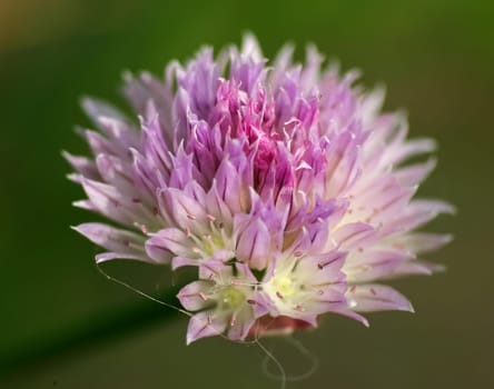 Help,what is the name of this flower??? ... I'm a little gardener... Greeting Bea
