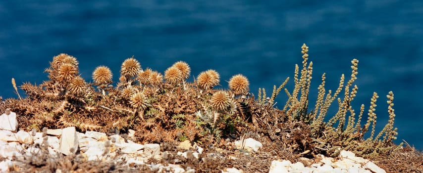 ... seen on Iles du Frioul before Marseille