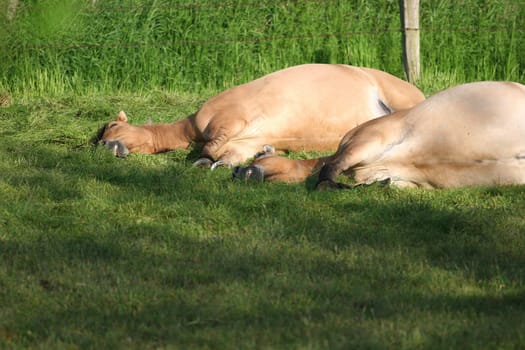 The singing horses... schnaarrrsch