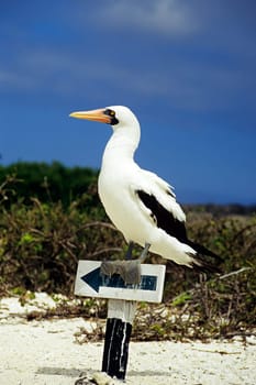 Masked in the Galápagos Islands