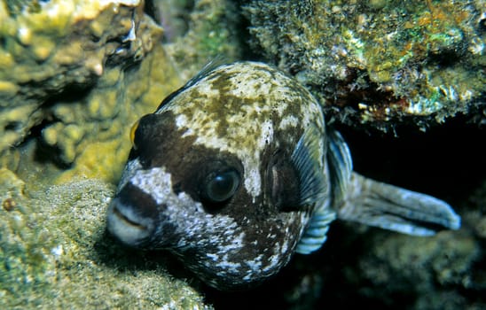Mask pufferfish,Red Sea