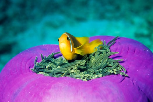 Anemone fish,Maldives. Nikon F50 in SEALUX body,Subtronic SF 3000 flash,Fuji Velvia.