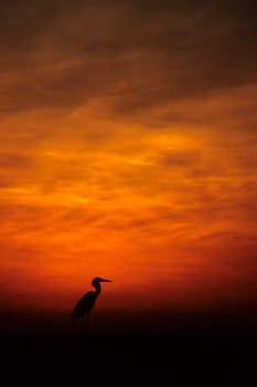 Maldivian heron in sunset. Taken in Ellaidhoo/Maldives in the Ari Atoll. Kodak Elite Extra Colour.