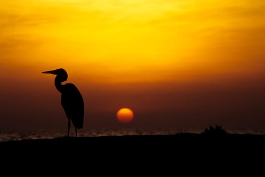 Maldivian heron in sunset. Taken in Ellaidhoo/Maldives in the Ari Atoll. Kodak Elite Extra Colour.
