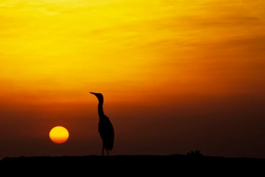 Maldivian heron in sunset. Taken in Ellaidhoo/Maldives in the Ari Atoll. Kodak Elite Extra Colour.