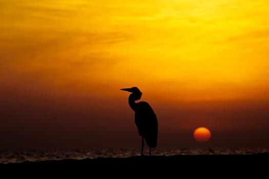 Maldivian heron in sunset. Taken in Ellaidhoo/Maldives in the Ari Atoll. Kodak Elite Extra Colour.