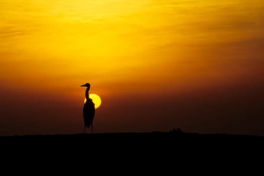 Maldivian heron in sunset. Taken in Ellaidhoo/Maldives in the Ari Atoll. Kodak Elite Extra Colour.