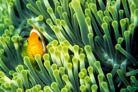 Anemone fish between the nettle arms of its anemone. The poisonous nettles of the anemone protect the fish from predators,at the same time the little guy stubbornly defends the anemone against any intruder,including divers.