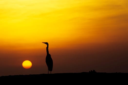 Maldivian heron in sunset. Taken in Ellaidhoo/Maldives in the Ari Atoll. Kodak Elite Extra Colour.