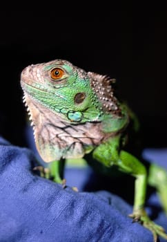 watchful gaze