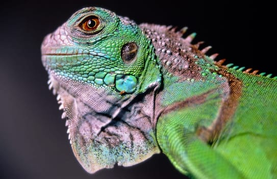 Green iguana,juvenile