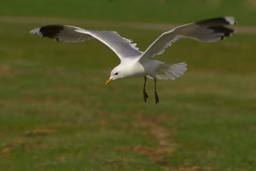 Low-level flight