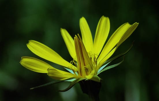 ... blooms in May/June in the Isar floodplains...