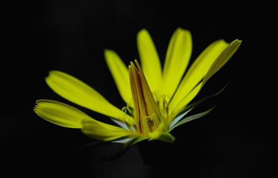 with Sigma 180mm Ex Macro,approx. 1:2,f/10,1/90s