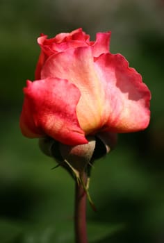 ... now the time of my absolute flower favorites begins again...