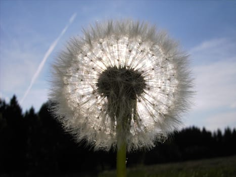 Through the flower