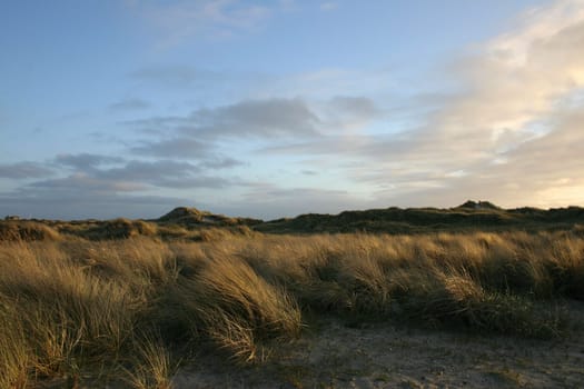 Dune grass