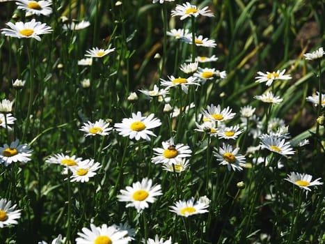 daisies