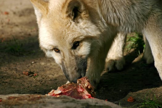 white wolf