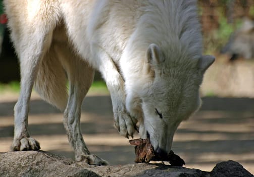 white wolf