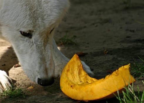 white wolf