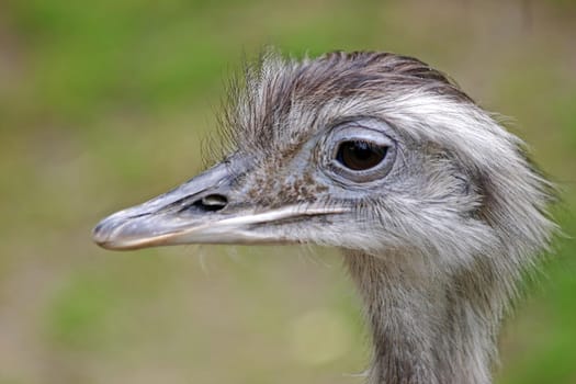 Greater rhea