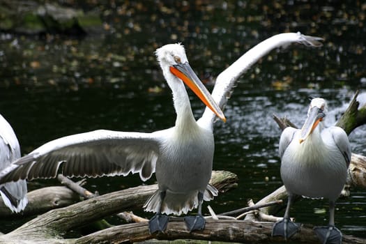 ... It was so big! (Angler/Pelican Latin)  :-)