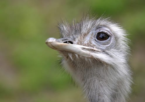 Greater rhea
