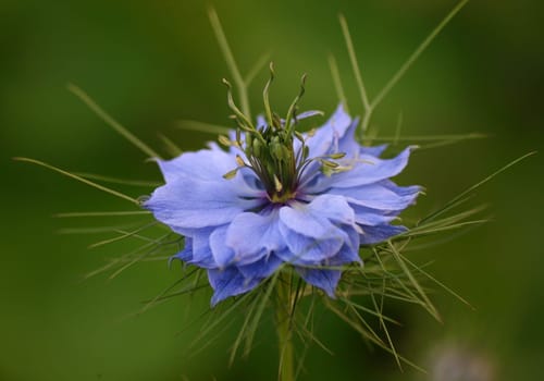 Blue Maiden in the Green