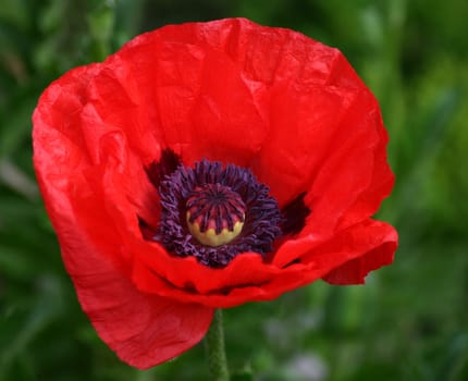 In all its beauty...