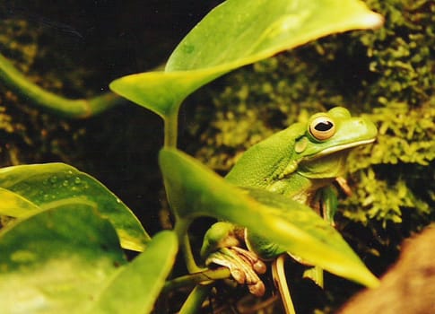 Green in Green II