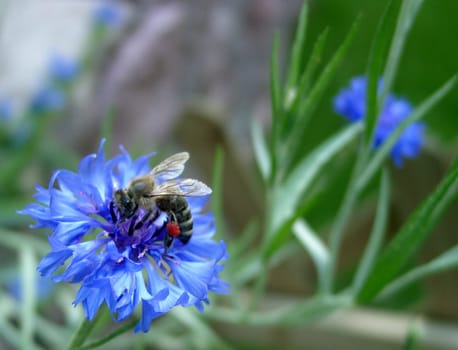Nectar search