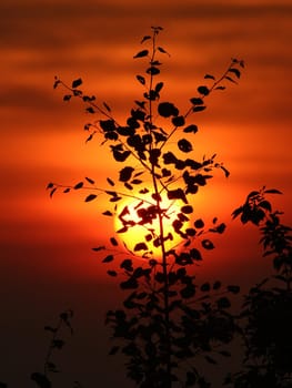 Sunlight
