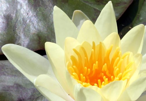 Water Lily 3