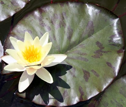 Water Lilies 1