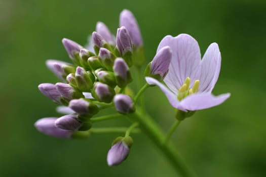 Meadowfoam