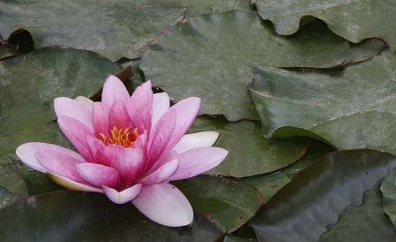 Water lily 4