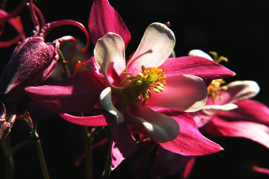 columbine