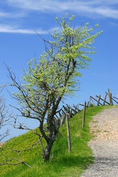 Path to the summit cross of the "Bellchen"" in the Scharzwald"