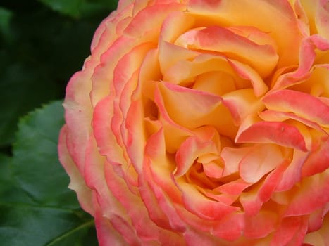 rose without hip without rosehip