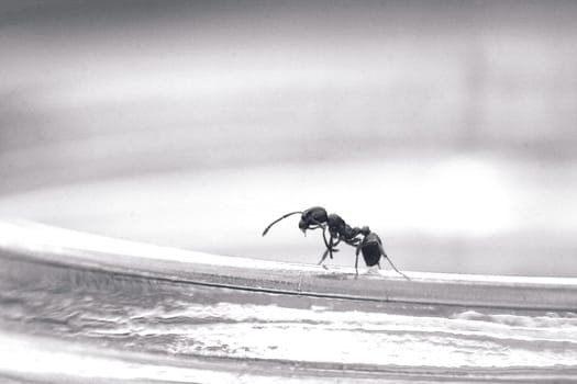ant
