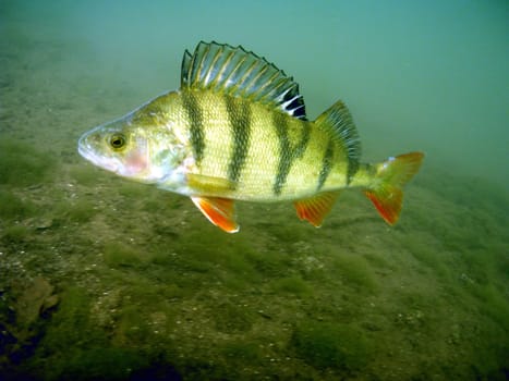 Almost 40 cm long and in the prime of age. Due to the upright dorsal fin,he wants to look bigger and keep me out of his territory.