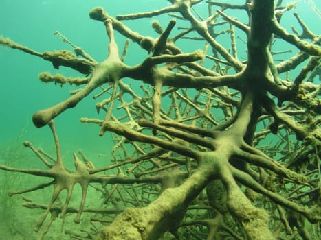 Again,as a hiding place for fish,sunken Christmas tree. As beautiful as the diving conditions are at the moment in the local quarry lakes,you don't even want to think about the cold winter.