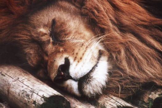 Lion Break
