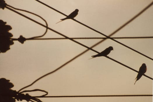 Swallow resting place